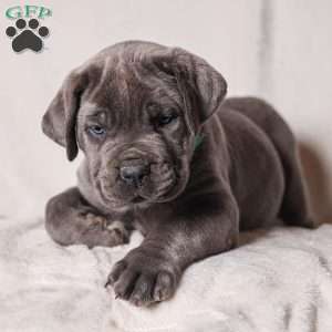 Grace, Cane Corso Puppy